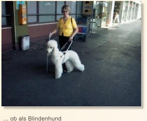 ... ob als Blindenhund