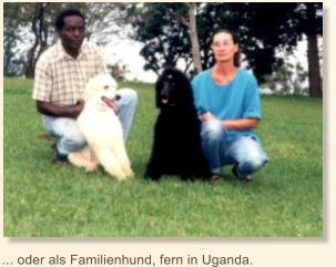 ... oder als Familienhund, fern in Uganda.