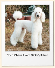 Coco Chanell vom Dickköpfchen