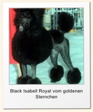Black Isabell Royal vom goldenen Sternchen