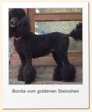 Bonita vom goldenen Steinchen