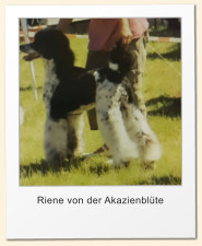 Riene von der Akazienblüte