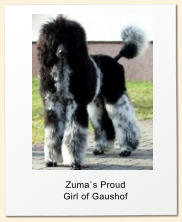 Zuma`s Proud  Girl of Gaushof