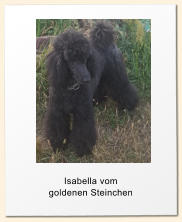 Isabella vom  goldenen Steinchen