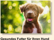 Gesundes Futter für Ihren Hund