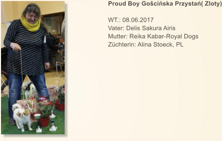 Proud Boy Gošcińska Przystań( Zloty)  WT.: 08.06.2017 Vater: Delis Sakura Airis Mutter: Reika Kabar-Royal Dogs Züchterin: Alina Stoeck, PL